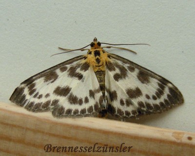 Brennnesselzünsler w.jpg