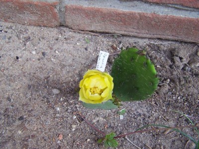 O.humifusa.jpg