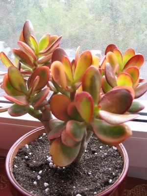 crassula hummels sunset.JPG