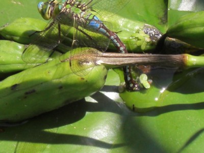 CIMG0872.JPG