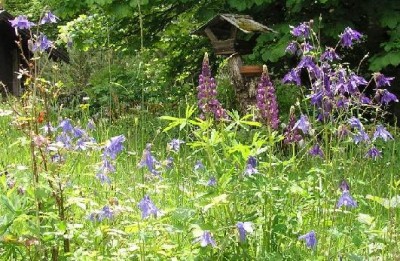 Blumenwiese Juni06.jpg