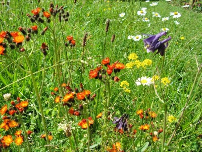 Blumenwiese.JPG