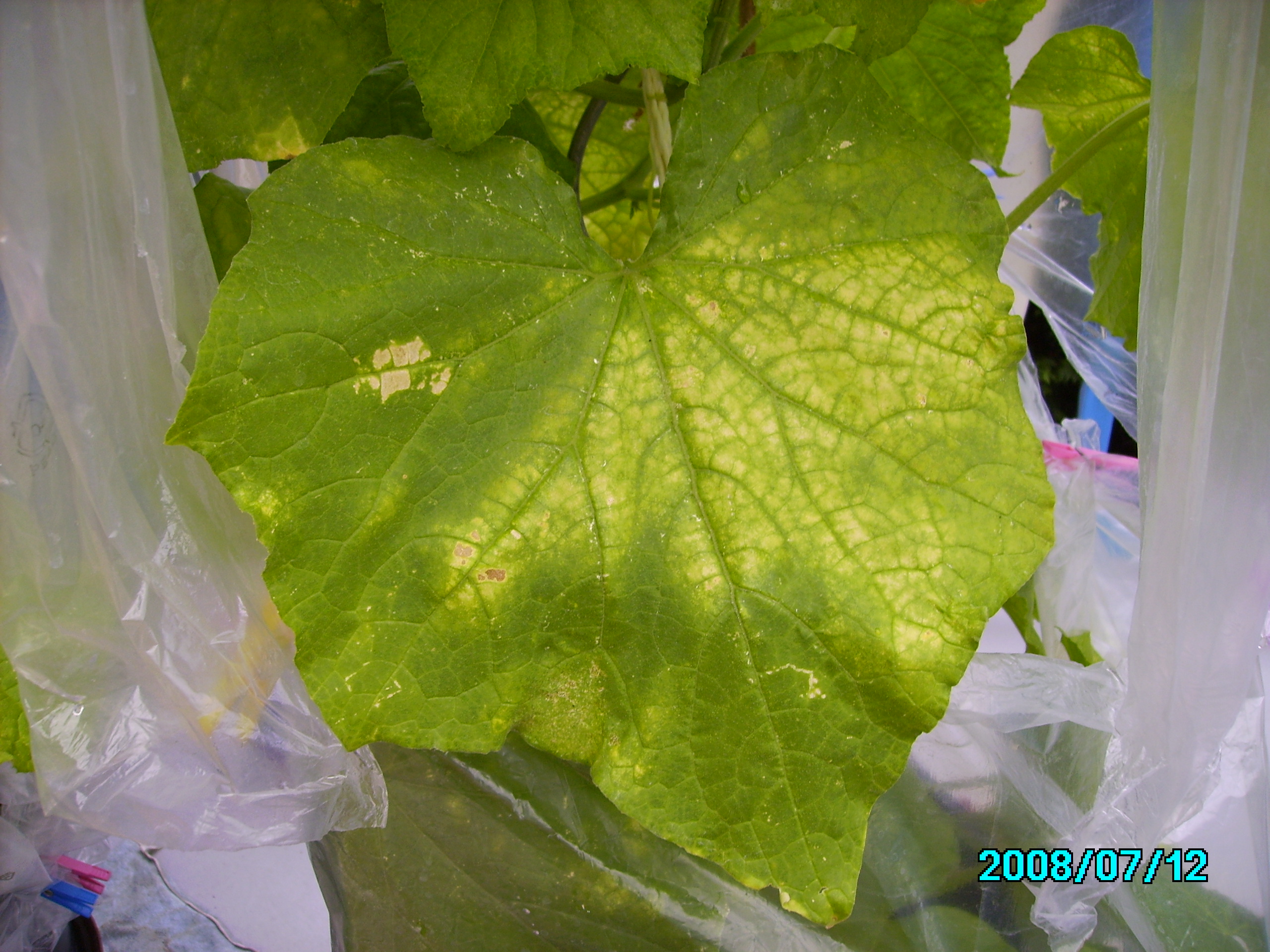 Gurkenpflanzen gelbe Blätter ? · Pflanzenkrankheiten & Schädlinge · GREEN24  Pflanzen & Garten Forum