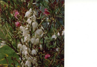 Yucca mit weißem und rotem Oleander 2.jpg