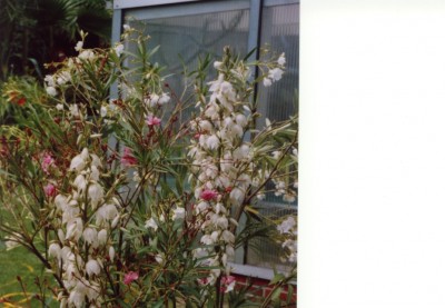 Yucca mit weißem und rotem Oleander 1.jpg