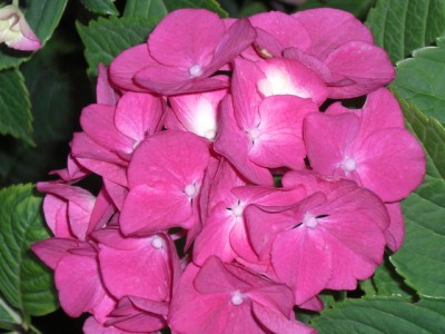 CIMG0894.JPG