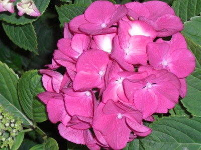 CIMG0893.JPG