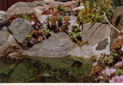 Sukkulenten am Teich 1.jpg