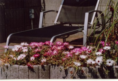 Mittagsblumen.jpg