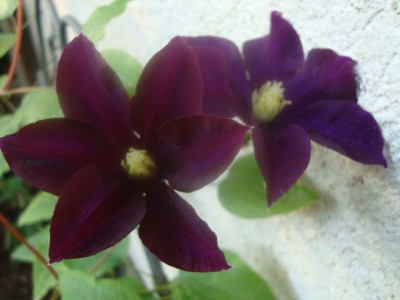 Clematis rot-blau.JPG