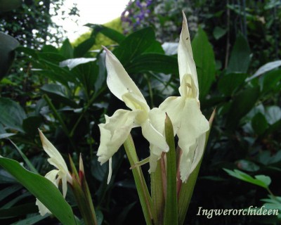 Ingwer-Orchideen w.jpg
