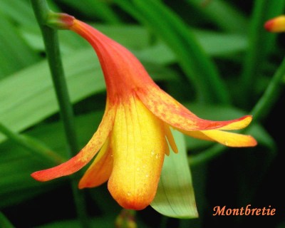 Montbretienblüte w.jpg
