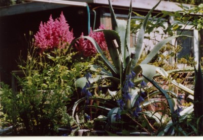 Glockenblumen, Agaven,Astilben, Akelei.jpg
