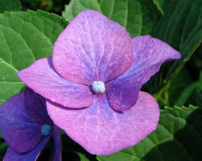 Tau - Hortensie w.jpg