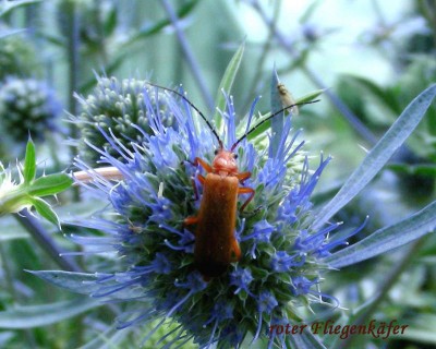 roter Fliegenkäfer w.jpg