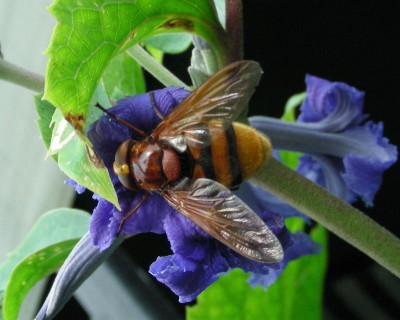 Fliege oder Biene w.jpg