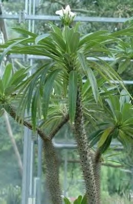 Madagaskarpalme Pachypodium lamerei.jpg