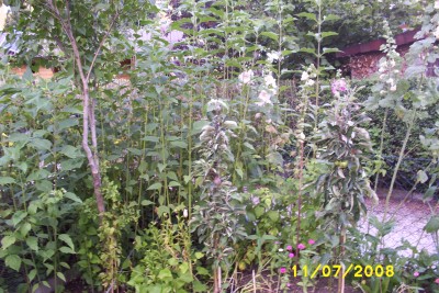 Green2_1508.JPG