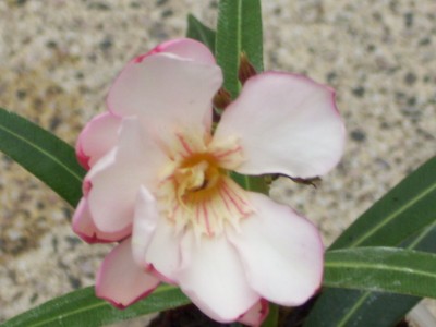 100_0008.jpg