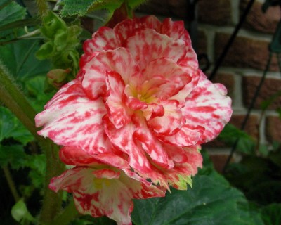 scheckige Begonie w.jpg