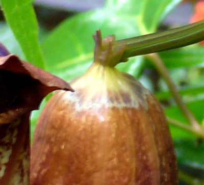 Aristolochia 016.jpg