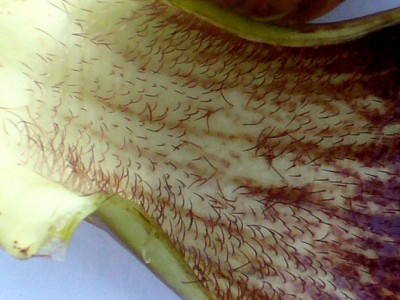 Aristolochia 005.jpg
