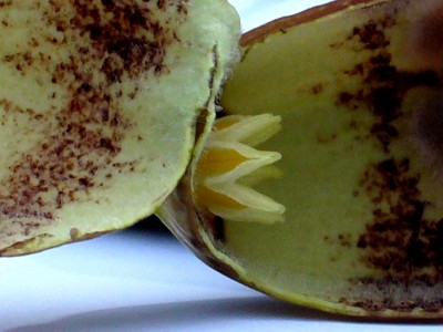 Aristolochia 003.jpg