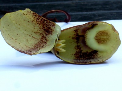 Aristolochia 001.jpg