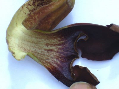 Aristolochia 004.jpg