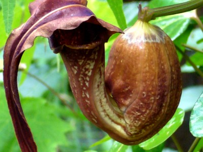 Aristolochia 019.jpg