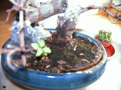 DSCF0418.JPG
