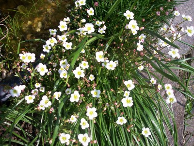 01-0411 Blüten am Teich.JPG