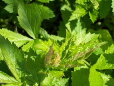 unbekanntes Gewächs.JPG