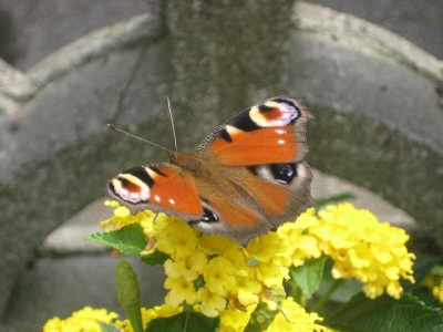 Img_3128.jpg