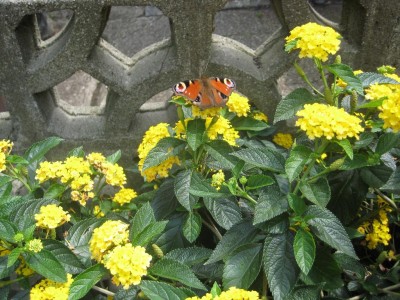 Img_3127.jpg