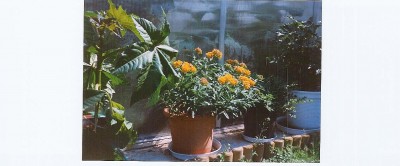 Gewächshaus 003.jpg