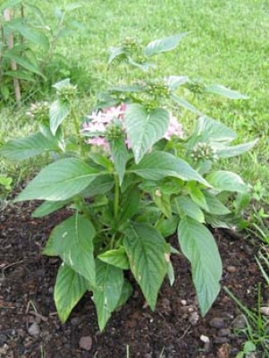unbekannte Pflanze-Pentas "Stern von gypten"   Pflanzenbestimmung & Pflanzensuche  GREEN24 Pflanzen & Garten Forum