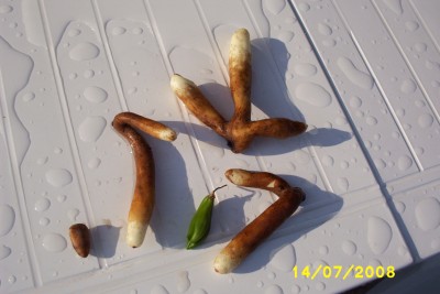 Green2_1530.JPG