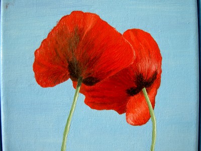 mohn4.JPG