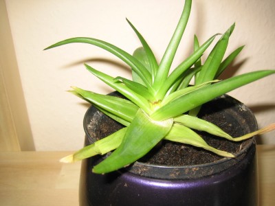 (08-07-13) Bart 026.jpg