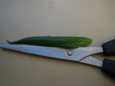 (08-07-13) Bart 033.jpg