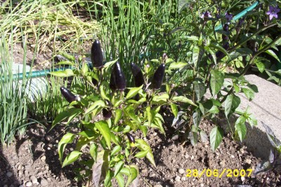 weiß1_0967.JPG
