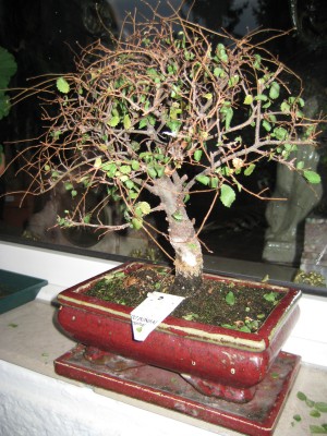 IMG_0439copy.jpg