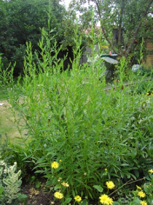 PICT3416.jpg