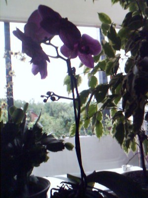 IMAGE_00004.jpg