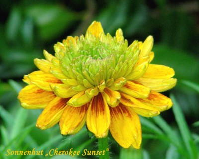 Sonnenhut Cherokee w.jpg
