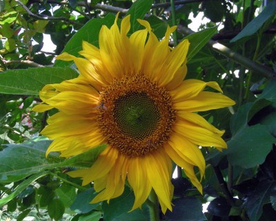 Sonnenblume 2 w.jpg