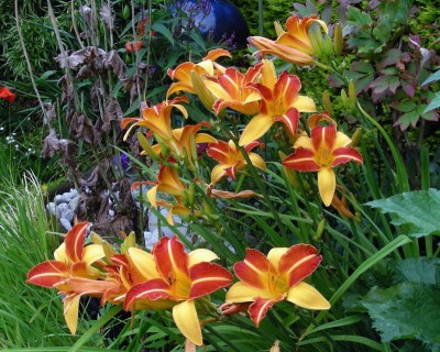 orange-gelbe Taglilien w.jpg