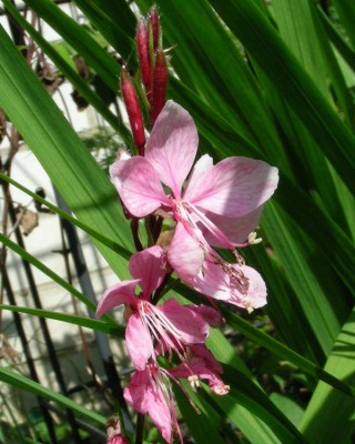 Gaura w.jpg