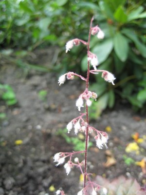 Heuchera.jpg